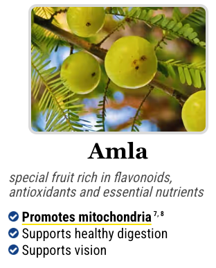 Amla fruit, one of the ingredients in Mitolyn rich in Vitamin C to boost immunity.