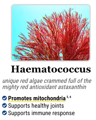 Visualization of the Haematococcus microalgae, a source of astaxanthin in Mitolyn's composition.