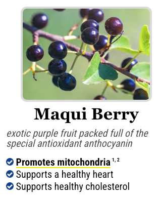 Maqui Berry, one of the antioxidant superfoods present in the Mitolyn formula.