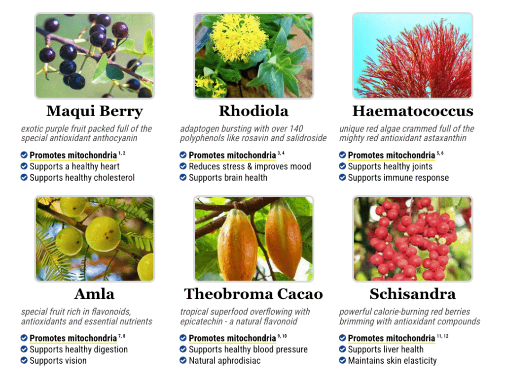 Collage of images with the six main ingredients of Mitolyn's exclusive formula.