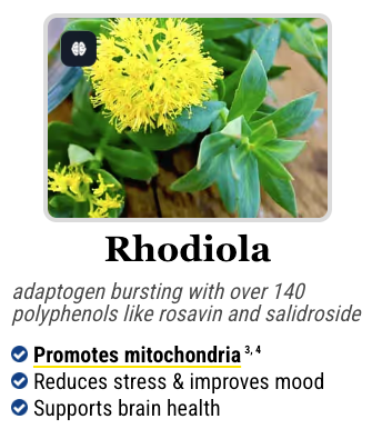 Rhodiola plant, an adaptogenic ingredient in Mitolyn that helps fight stress.