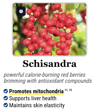 Schisandra plant, a powerful adaptogen in the Mitolyn formula for balance and vitality.
