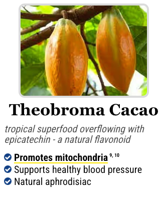 Theobroma seeds, a component of Mitolyn that promotes energy and well-being.