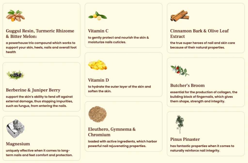 appanail ingredients guggul turmeric cinnamon olive leaf
