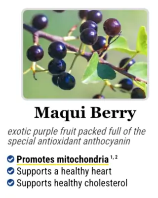 Maqui Berry, one of the key antioxidant superfoods in the Mitolyn formula.