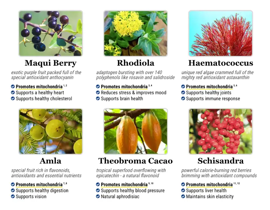 Mitolyn supplement ingredients including Maqui Berry, Rhodiola Rosea, and Schisandra for weight loss and energy support